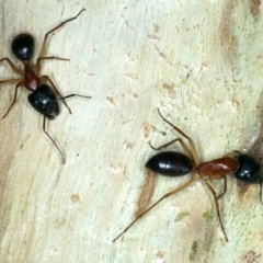 Camponotus nigriceps (Black-headed sugar ant) at Ainslie, ACT - 4 Apr 2022 by jb2602