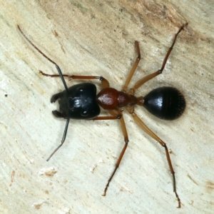 Camponotus nigriceps at Ainslie, ACT - 4 Apr 2022 05:45 PM