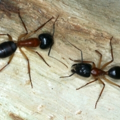 Camponotus nigriceps at Ainslie, ACT - 4 Apr 2022