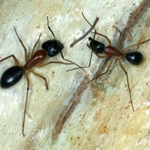 Camponotus nigriceps at Ainslie, ACT - 4 Apr 2022 05:45 PM