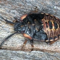 Notius depressus (Shield bug) at Mount Ainslie - 4 Apr 2022 by jb2602
