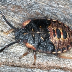 Notius depressus at Ainslie, ACT - 4 Apr 2022