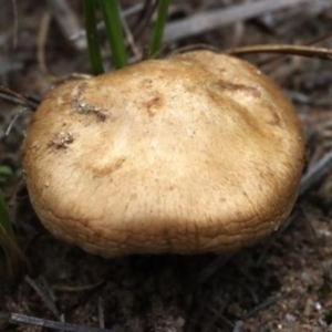 Inocybe sp. at Molonglo Valley, ACT - 19 Mar 2022