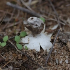 Geastrum sp. (Geastrum sp.) at Molonglo Valley, ACT - 18 Mar 2022 by CanberraFungiGroup