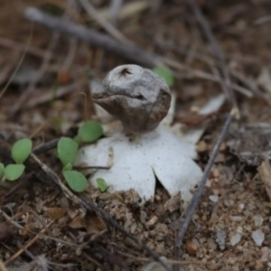 Geastrum sp. at Molonglo Valley, ACT - 19 Mar 2022