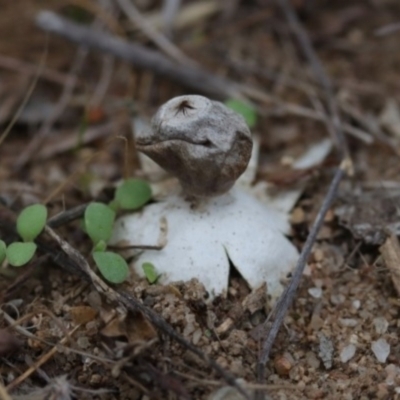 Geastrum sp. (Geastrum sp.) at Molonglo Valley, ACT - 18 Mar 2022 by CanberraFungiGroup