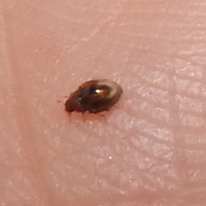 Coccinellidae (family) at Fyshwick, ACT - 8 Apr 2022 01:29 PM