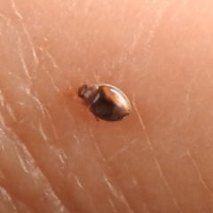 Coccinellidae (family) at Fyshwick, ACT - 8 Apr 2022 01:29 PM
