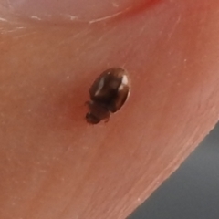 Coccinellidae (family) at Fyshwick, ACT - 8 Apr 2022