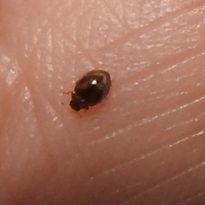 Coccinellidae (family) at Fyshwick, ACT - 8 Apr 2022 01:29 PM
