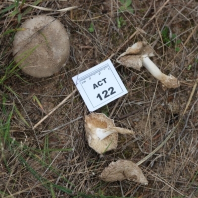 Russula sp. (Russula) at Molonglo River Reserve - 18 Mar 2022 by CanberraFungiGroup