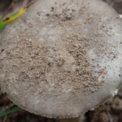 Russula sp. (genus) at Molonglo Valley, ACT - 19 Mar 2022