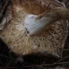 Russula sp. (genus) at Molonglo Valley, ACT - 19 Mar 2022 10:00 AM