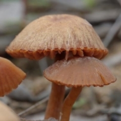 Laccaria sp. (Laccaria) at Molonglo River Reserve - 19 Mar 2022 by CanberraFungiGroup