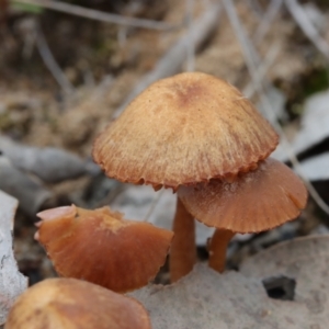 Laccaria sp. at Molonglo Valley, ACT - 19 Mar 2022