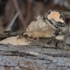 Corticioid fungi at Molonglo Valley, ACT - 19 Mar 2022 by CanberraFungiGroup