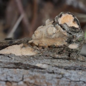 Corticioid fungi at Molonglo Valley, ACT - 19 Mar 2022 10:00 AM