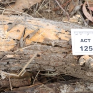 Corticioid fungi at Molonglo Valley, ACT - 19 Mar 2022 10:00 AM