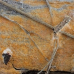 Corticioid fungi at Molonglo Valley, ACT - 19 Mar 2022 10:00 AM