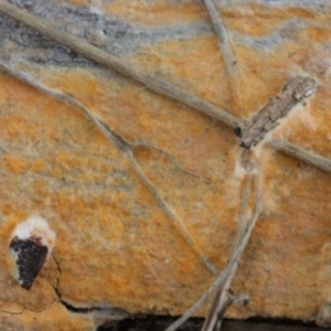 Corticioid fungi at Molonglo Valley, ACT - 19 Mar 2022