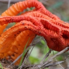 Colus hirudinosus at Molonglo Valley, ACT - 19 Mar 2022 by CanberraFungiGroup