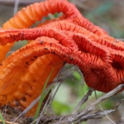 Colus hirudinosus at Molonglo River Reserve - 18 Mar 2022 by CanberraFungiGroup