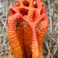 Colus hirudinosus at Molonglo Valley, ACT - 19 Mar 2022