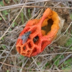 Colus hirudinosus at Molonglo Valley, ACT - 19 Mar 2022