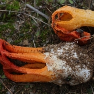 Colus hirudinosus at Molonglo Valley, ACT - 19 Mar 2022