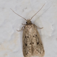 Oecophoridae (family) (Unidentified Oecophorid concealer moth) at Melba, ACT - 23 Feb 2022 by kasiaaus