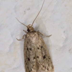 Oecophoridae (family) at Melba, ACT - 23 Feb 2022