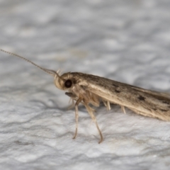 Oecophoridae (family) at Melba, ACT - 23 Feb 2022 10:45 PM