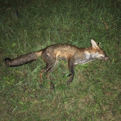 Vulpes vulpes (Red Fox) at Belconnen, ACT - 8 Apr 2022 by JohnGiacon