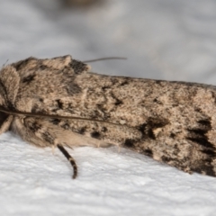 Proteuxoa capularis at Melba, ACT - 23 Feb 2022 10:47 PM