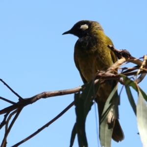 Nesoptilotis leucotis at Paddys River, ACT - 5 Apr 2022