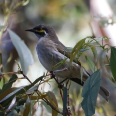Caligavis chrysops (Yellow-faced Honeyeater) at Paddys River, ACT - 5 Apr 2022 by jb2602