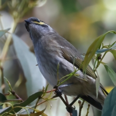 Caligavis chrysops at Paddys River, ACT - 5 Apr 2022 11:44 AM