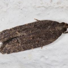 Ardozyga (genus) (Twirler moth, gelechiid moth) at Melba, ACT - 23 Feb 2022 by kasiaaus