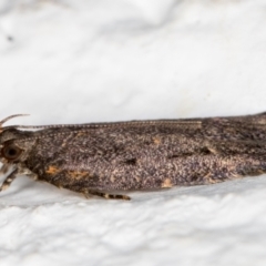 Ardozyga undescribed species near deltodes at Melba, ACT - 23 Feb 2022 10:48 PM