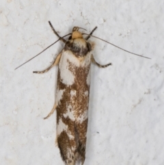 Palimmeces habrophanes (A Concealer moth) at Melba, ACT - 24 Feb 2022 by kasiaaus