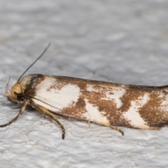 Palimmeces habrophanes at Melba, ACT - 24 Feb 2022 11:25 PM