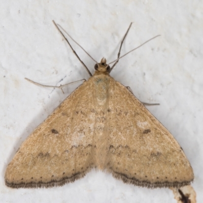 Scopula rubraria (Reddish Wave, Plantain Moth) at Melba, ACT - 25 Feb 2022 by kasiaaus