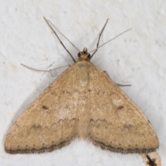 Scopula rubraria (Plantain Moth) at Melba, ACT - 24 Feb 2022 by kasiaaus