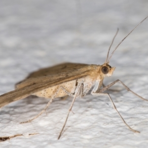 Scopula rubraria at Melba, ACT - 25 Feb 2022