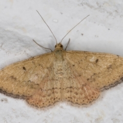 Scopula rubraria at Melba, ACT - 25 Feb 2022