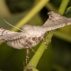 Circopetes obtusata at Melba, ACT - 24 Feb 2022 11:32 PM