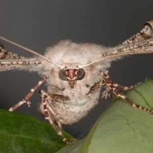 Circopetes obtusata at Melba, ACT - 24 Feb 2022 11:32 PM