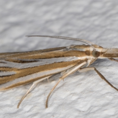 Hednota relatalis (A Crambid moth (Crambinae) at Melba, ACT - 24 Feb 2022 by kasiaaus