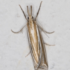 Hednota relatalis at Melba, ACT - 24 Feb 2022