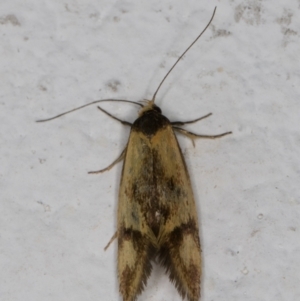 Isomoralla pyrrhoptera at Melba, ACT - 25 Feb 2022